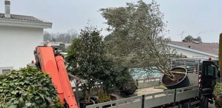 Livraison d'olivier, palmier et camélia en pot à planter dans un grand jardin de Genève