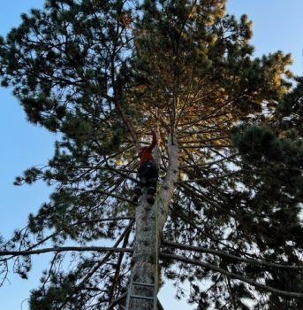 Entretien et élagage d'un arbre en hauteur